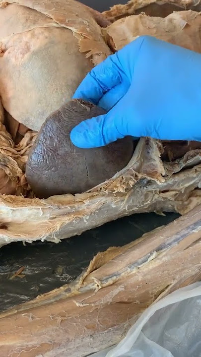 Do You Know What the SPLEEN Does?