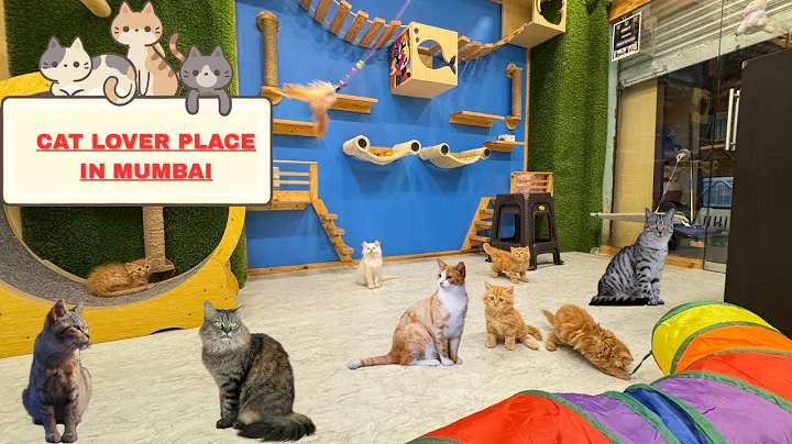 Watch the video about 😻place In Mumbai For Cat Lover 😱 | Amazing Persian Kittens | Visit Today #persiancat #kitten