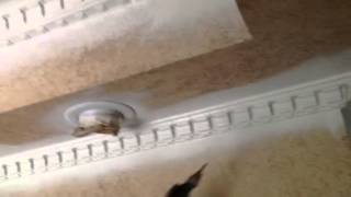 Painting Incredible White SW 7028 Over Antique Glaze Moldin