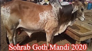 Sohrab goth cow mandi 2020 updates video in Urdu/Hindi
