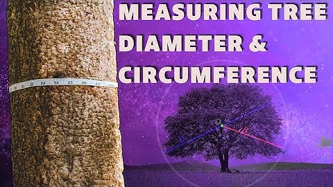Measuring Tree Diameter, Circumference, Diameter, dbh