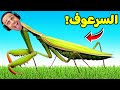 دورة حياة فرس النبي Nature And Life Drunk On Nectar 
