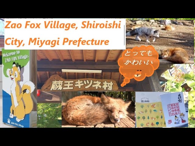 白石蔵王キツネ村】Shiroishi Zao Fox Village - YouTube