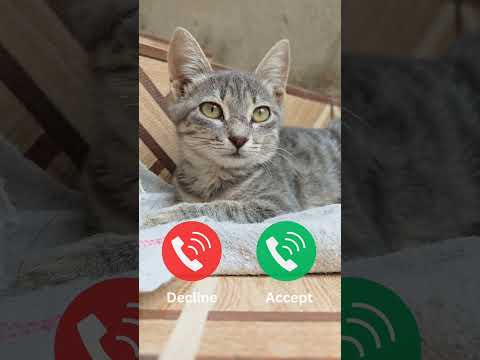 Hello Ringtone Nadaderingtelepon Smartphone Ringtones Music Bgm Cat Gatuno Funny Gatu