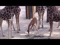 Giraffen Nachwuchs im Tiergarten Schönbrunn