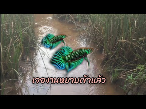 ปลากัดตัวนี้ มีค่าดั่งทอง#ยิ่งหายากยิ่งราคาแพง#ปลากัดป่า#ว่างeหลี