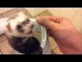 Ferret having fun