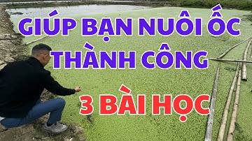 3 BÀI HỌC sẽ giúp bạn Nuôi Ốc Nhồi THÀNH CÔNG