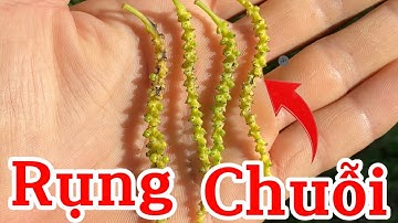 Nguyên nhân làm rụng chuỗi tiêu và cách khắc phục.