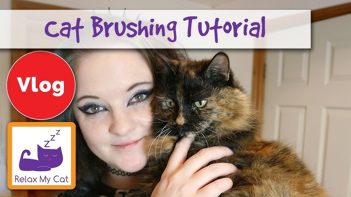 Cat Grooming Tips For Long And Short-haired 2024