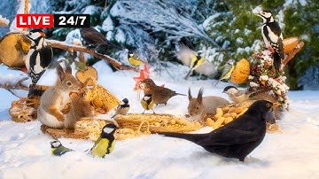 🔴24/7 LIVE CAT TV NO ADS😺 Beautiful Birds and Squirrels Best Forest Friends in Winter Wonderland