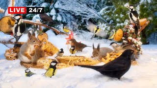247 Live Cat Tv No Ads Beautiful Birds And Squirrels Best Forest Friends In Winter Wonderland