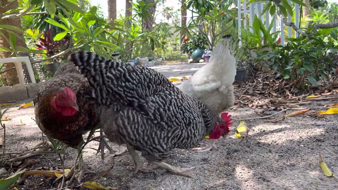Beach Chicks:  Namaste in the Yoga Garden