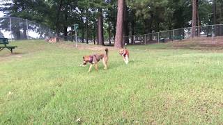 Shiba vs Basenji