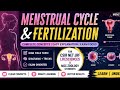 🌸 Menstrual Cycle & Fertilization Complete Lecture | CSIR NET Life Sciences & MSc Zoology #biology