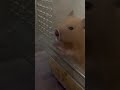 👃 #hamster #fyp #shorts