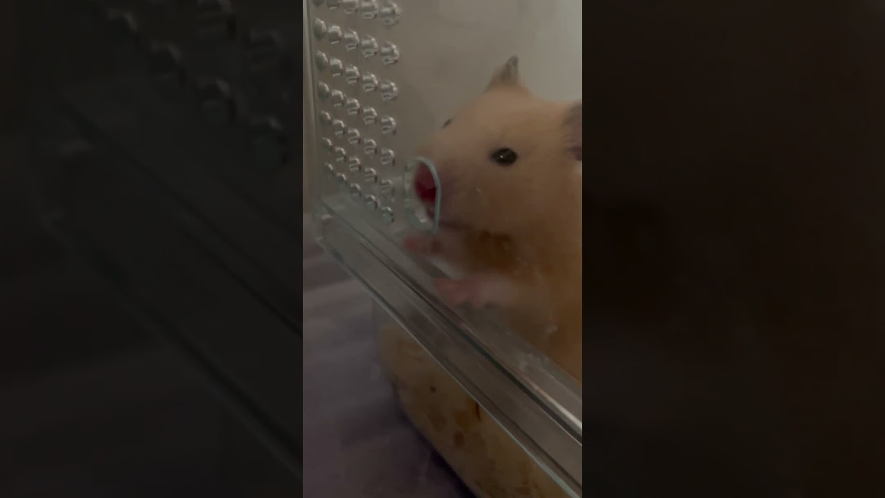 👃 #hamster #fyp #shorts