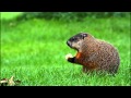 Marmotte commune mange une pomme - Groundhoung eating apple