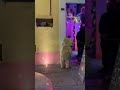 #Baile #teddybear