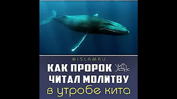 Как пророк читал молитву в утробе кита?