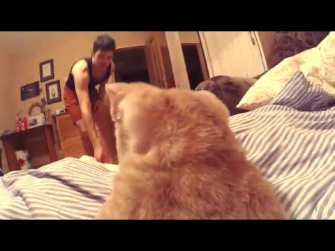 Видео: cat_role_one