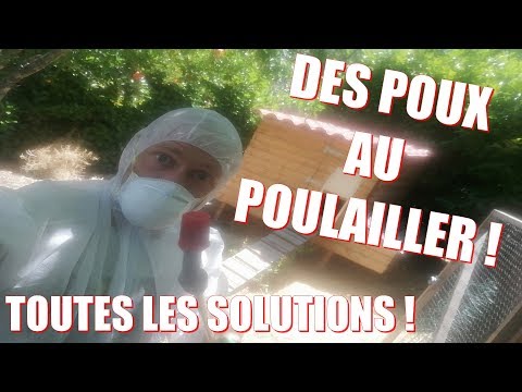 Vidéo: Comment Faire Face Aux Poux De Poulet?