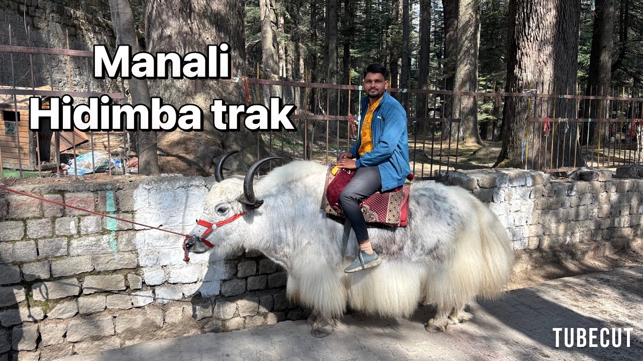 Manali Hidimba temppal trekking #manali #trevalvlogs #tripvlog 