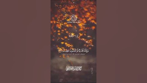 حالات واتس تلاوة خاشعة و جميلة جدا بصوت القارئ كمال أنيس الصبيحي حفظه الله