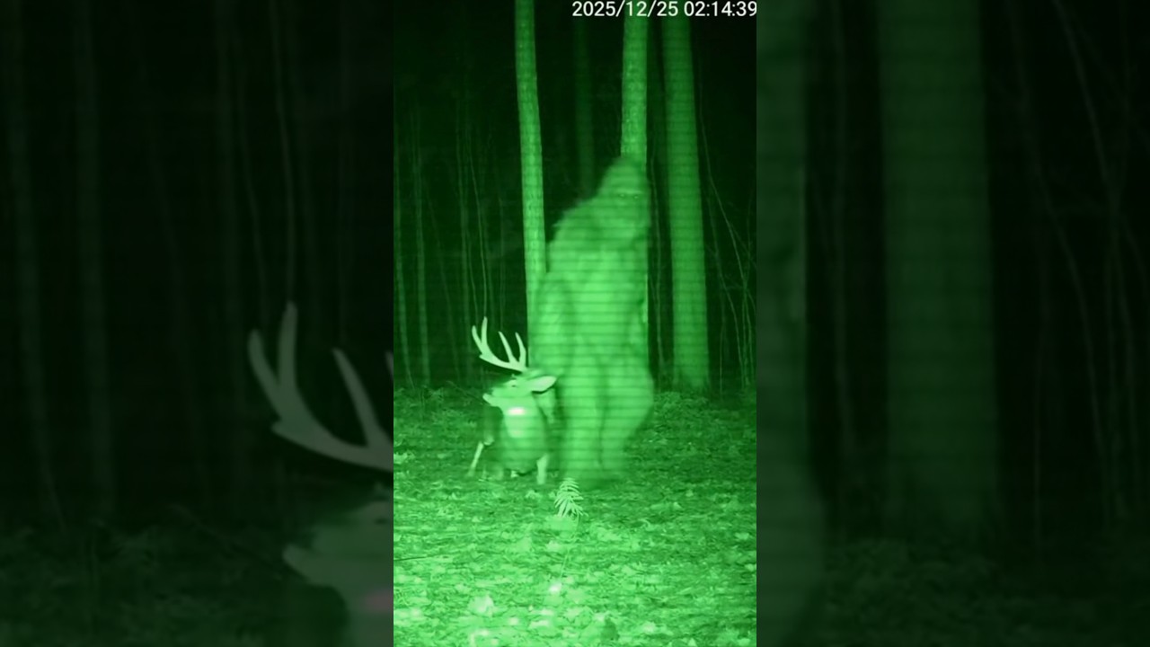 Is Bigfoot Hunting Now? 😳 