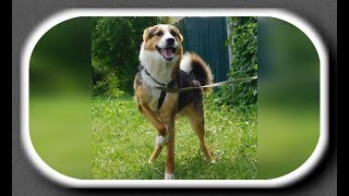 Под колёсами. Отказали лапки. Судьба. Бреник/Paws don't hold. Fate. Brenik Под колёсами. Отказали лапки. Судьба. Бреник/Paws don't hold. Fate. Brenik