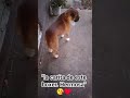 "a poco la carita d este perro boxer no es hermosa."🥰♥️♥️ #cachorrosdivertidos #perros #humor