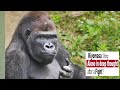 Regarding the Fake Videos About Kiyomasa On Social Media | Update on Shabani's group | Gorillas
