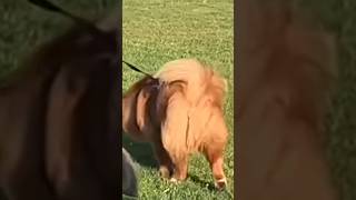 Big Phat Butt. Wiggle, Wiggle, Wiggle #dog #chowchow #funny #funnyanimals