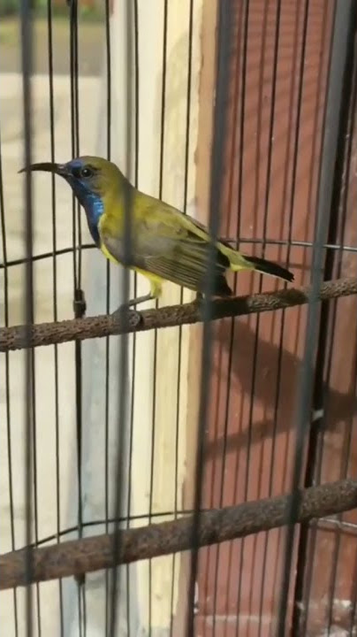 masteran burung paling dicari kicau mania