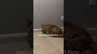 cat distribution system has finally tracked me down #straycat #adoptstrays #rescuecat @alissab223