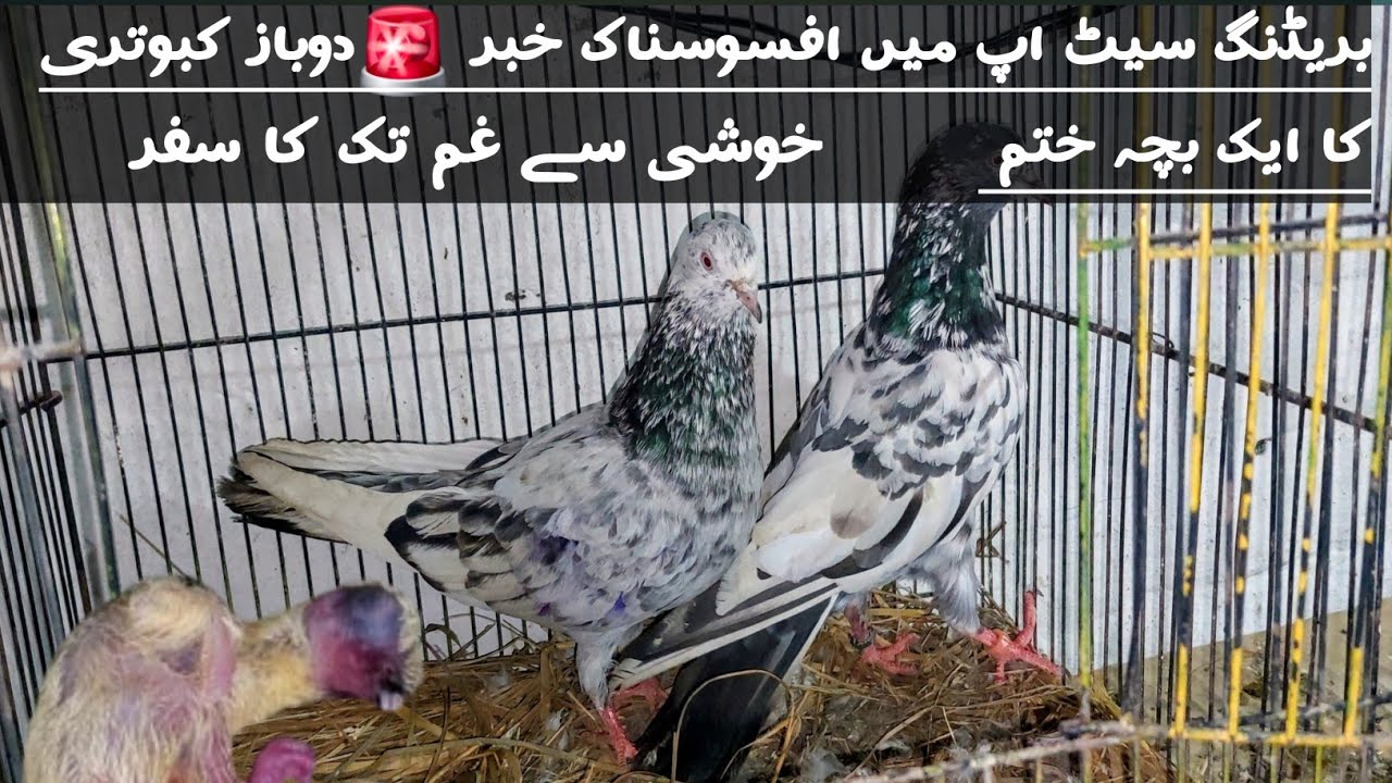 🔥 Bad Luck in Breeding Season! My DoBaaz Chick Died 💔🕊️Mughal pegion club