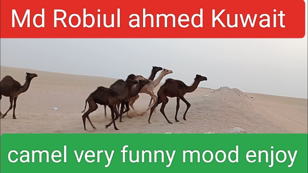camel very funny mood enjoy |Camel video
