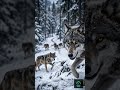 Wolf Uses Pack Coordination to Hunt Efficiently