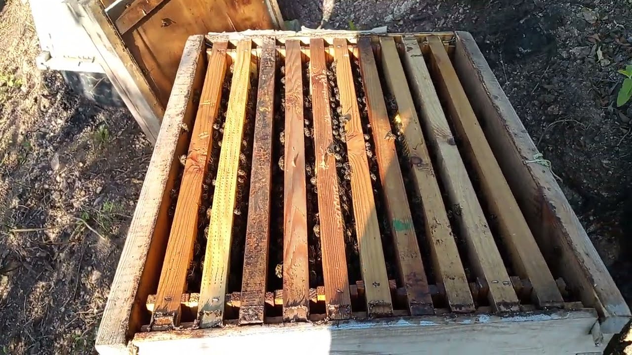 قوة ملكات التطريد الطبيعي في التوسع و الحضنة