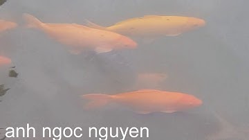 AO*** CA** DOI*** DƯƠNG NGỌC THÁI**