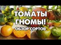 ТОМАТЫ ГНОМЫ. ОБЗОР СОРТОВ