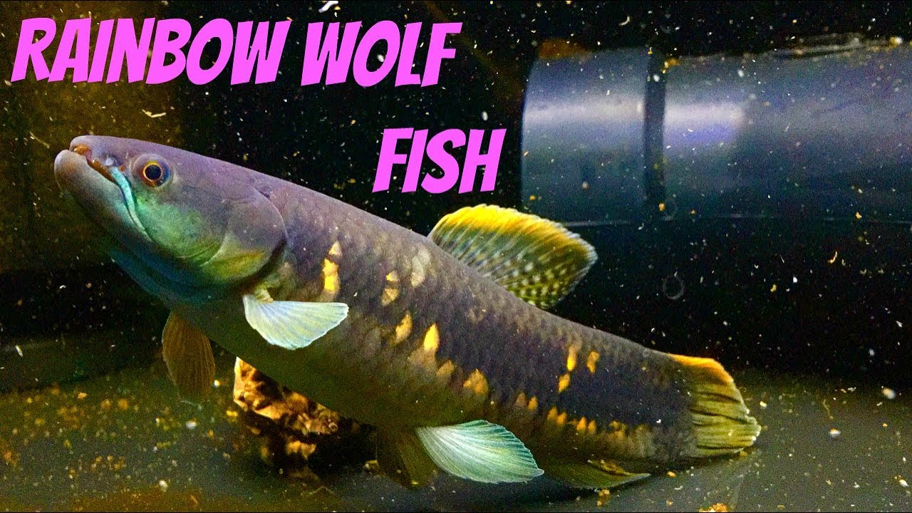 freshwater wolf fish species