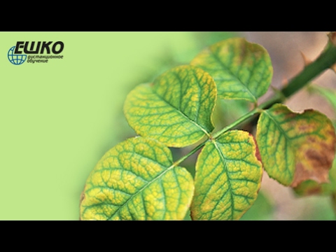 Визуальные признаки недостатка и избытка питательных элементов у растений...