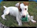 Jack russell terrier the jack russell song