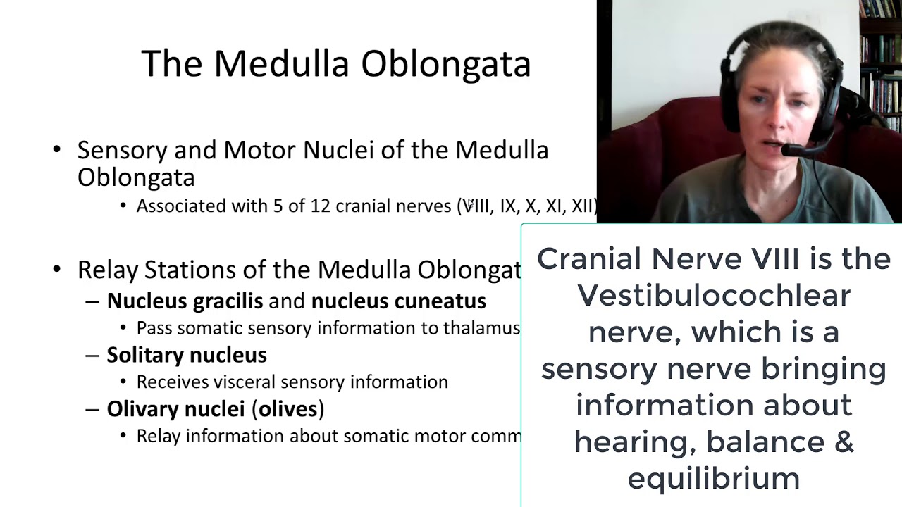 Brainstem and Cerebellum I: Medulla Oblongata & Pons - YouTube