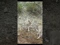 Игры козлят из Саяно-Шушенского заповедника попали на видео. Источник: ютуб канал заповедника