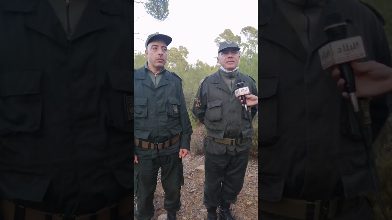 اكتشفوا غابة بني ملول.. أكبر غابة في الأوراس والجزائر