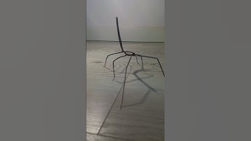 Some stick insects 🦗 #stick #insect #stickinsect #bug #stickbug #patyczak