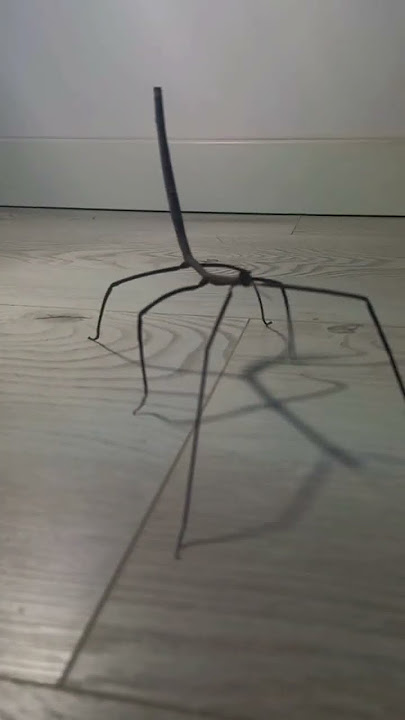Some stick insects 🦗 #stick #insect #stickinsect #bug #stickbug #patyczak