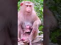 A MOTHER MONKEY TAKE CARE IT'S BABY MONKEY. #funnymonkeys #animalkingdom #monkeyadventures
